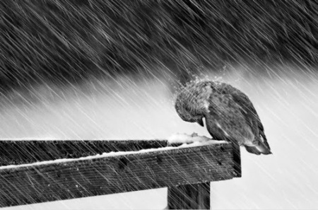 437074-Snow-storm-and-bird